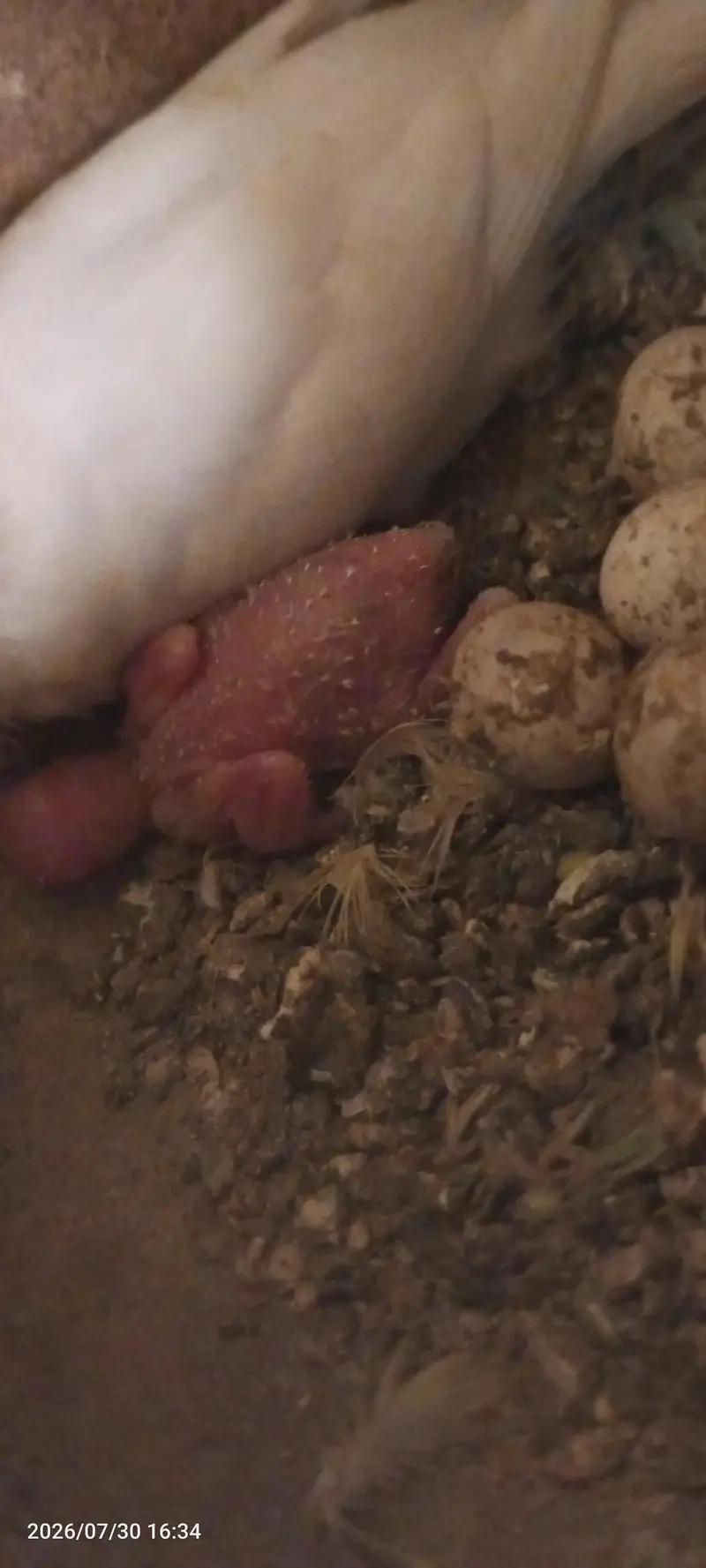 budgies breeder setup — photo 4