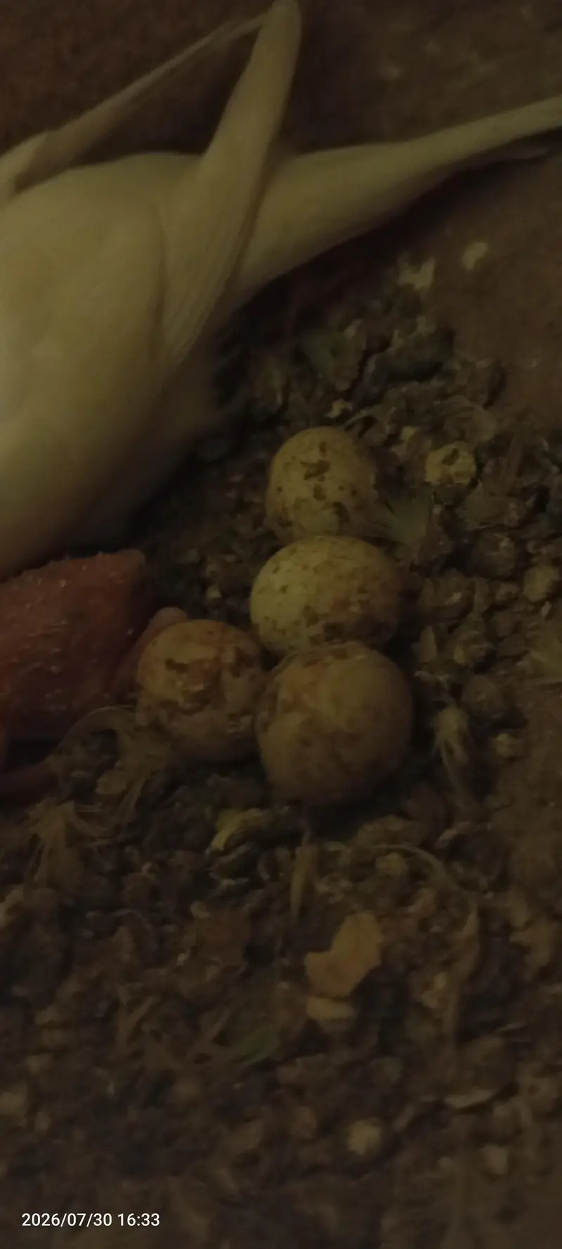 budgies breeder setup — photo 5
