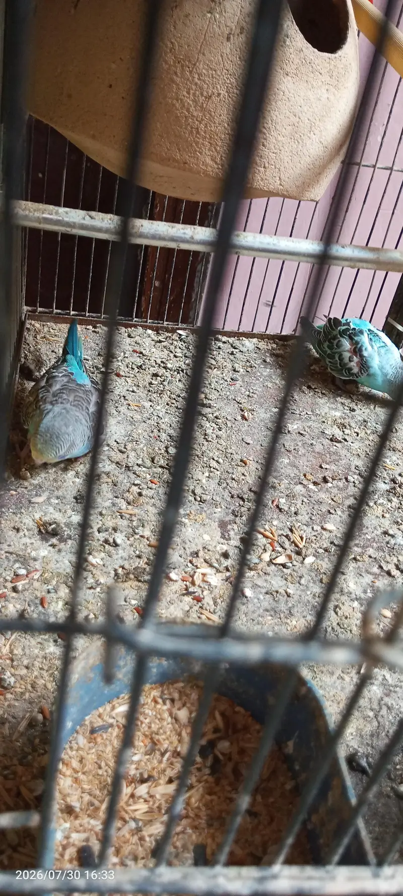budgies breeder setup — photo 6