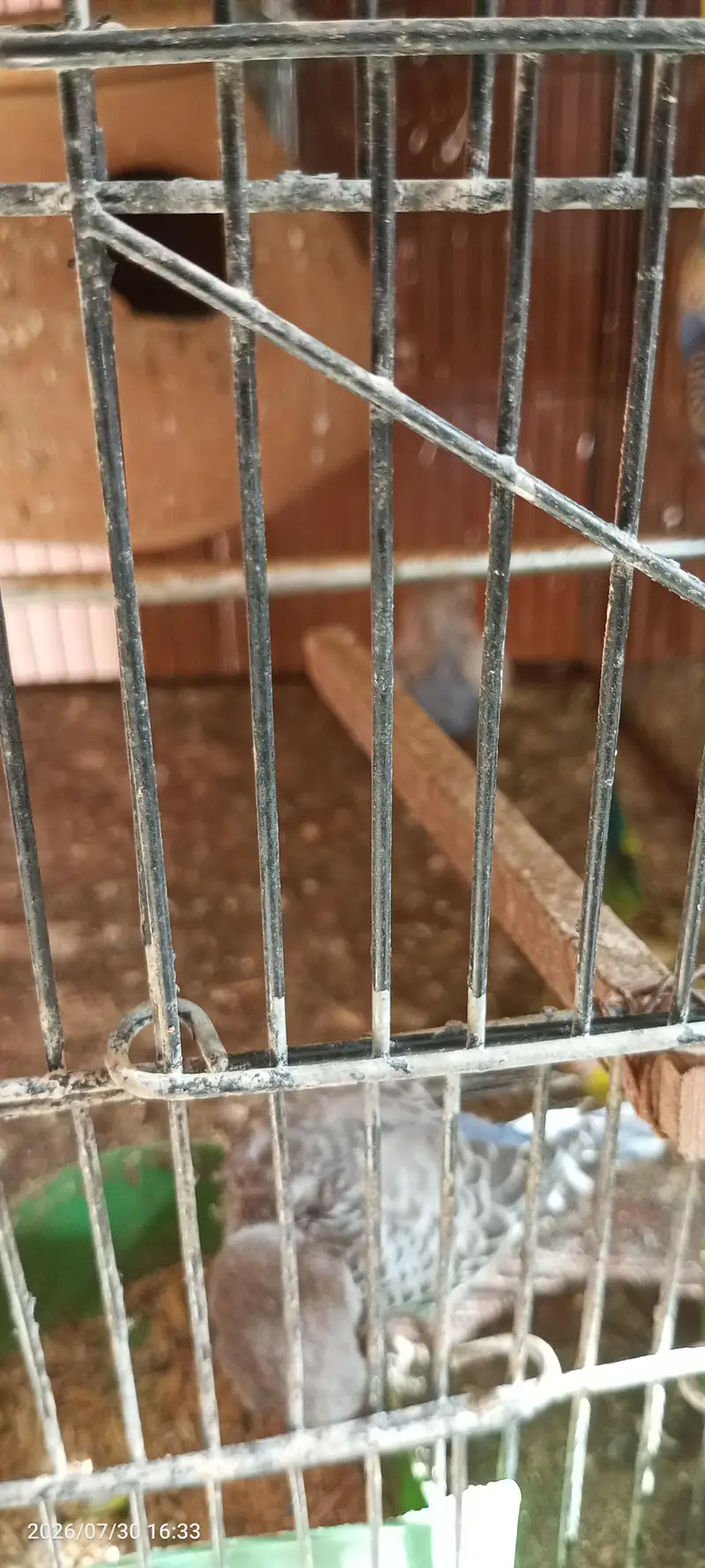 budgies breeder setup — photo 7