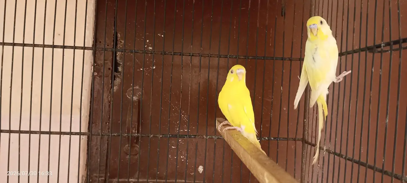 budgies breeder setup — photo 8