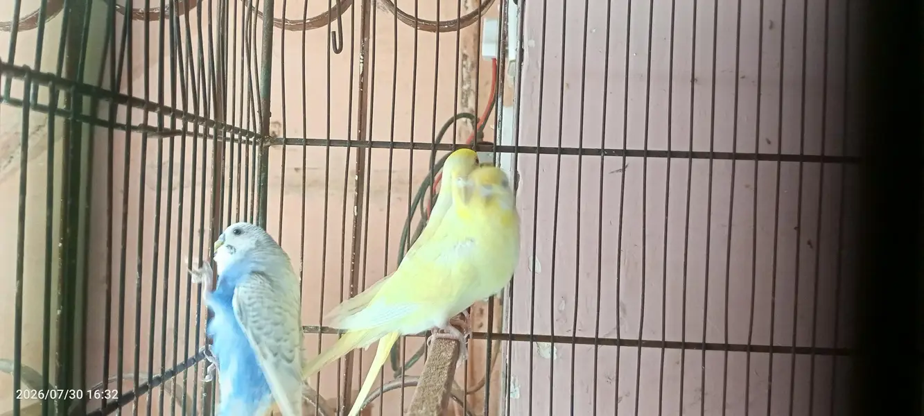 budgies breeder setup — photo 9
