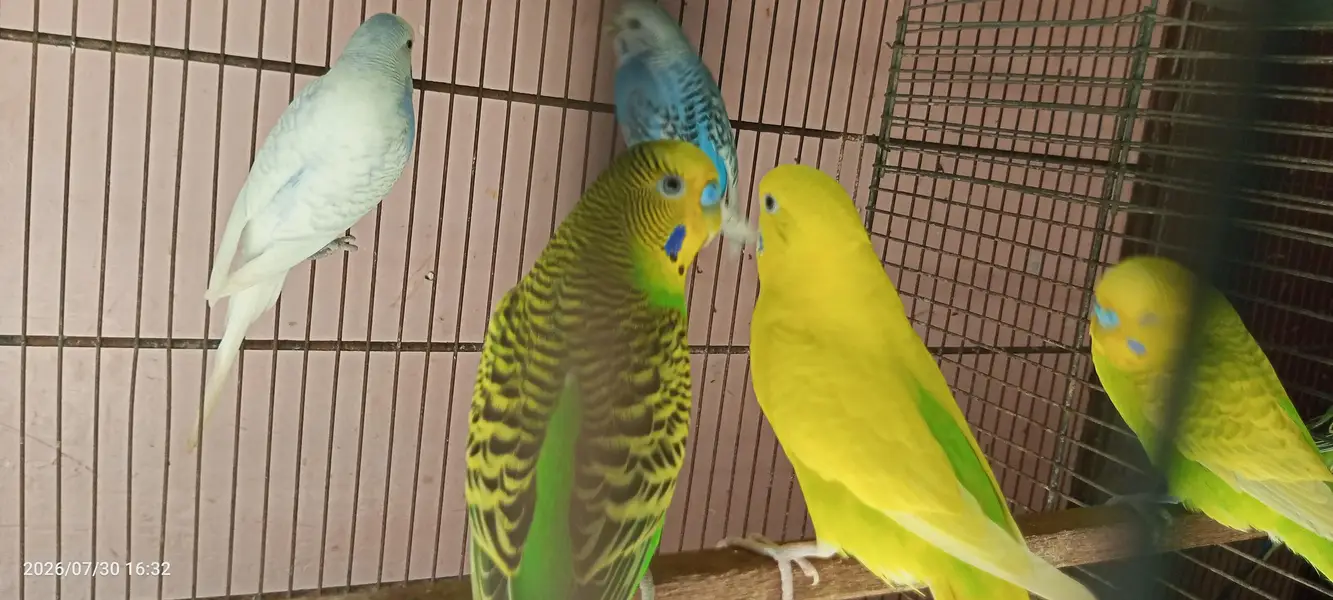 budgies breeder setup — photo 10