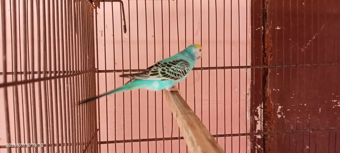 budgies breeder setup — photo 11