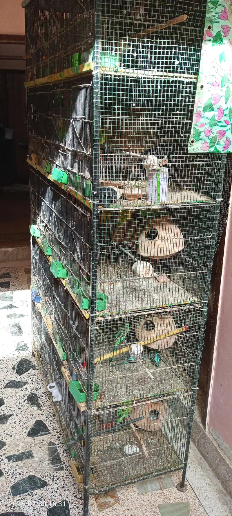 budgies breeder setup — photo 12