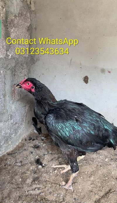 aseel madi for sale in good condition contact WhatsApp