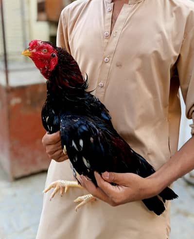 HIGH QUALITY ASEEL BIRDS