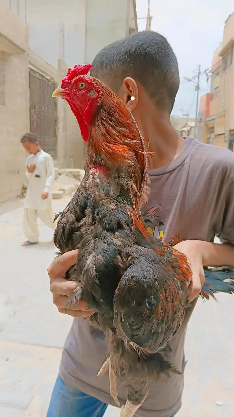 HIGH QUALITY ASEEL BIRDS — photo 2
