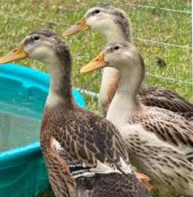 Desi Duck for sale in reasonable price