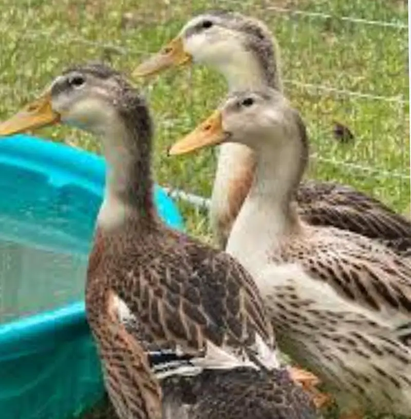 Mug duck and Desi Duck for sale in reasonable price