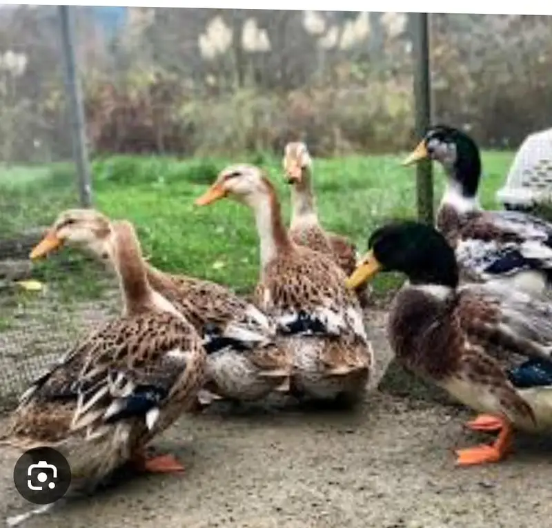 Mug duck and Desi Duck for sale in reasonable price — photo 2