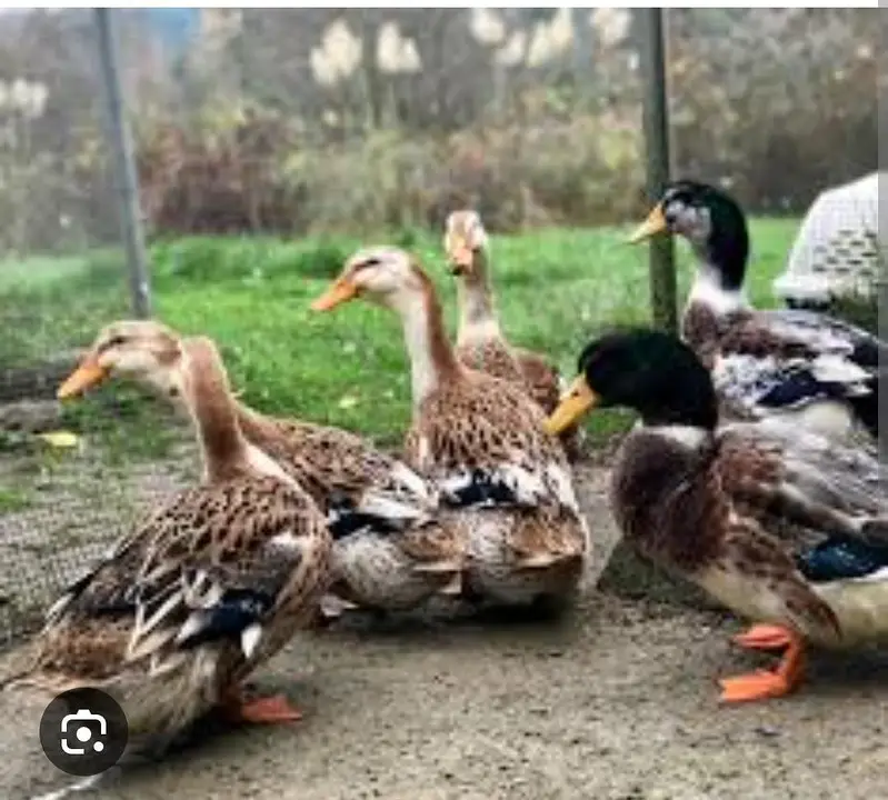 Mug duck and Desi Duck for sale in reasonable price — photo 3