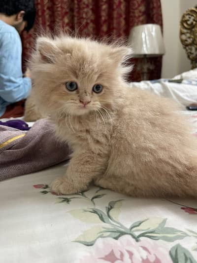Persian Kitten