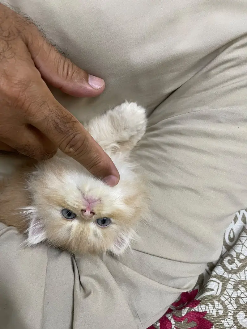 Persian Kitten — photo 2