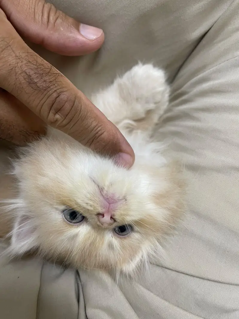 Persian Kitten — photo 3