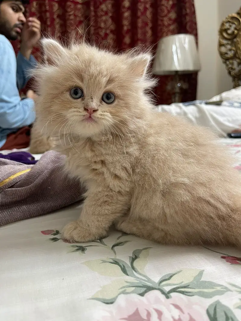 Persian Kitten — photo 4