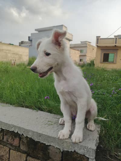 RUSSIAN FEMALE FOR SALE