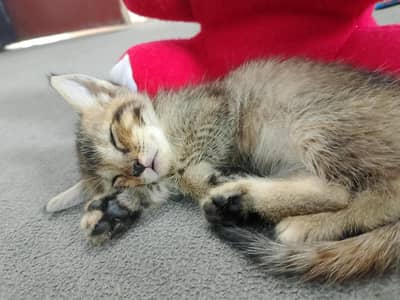 Russian cat