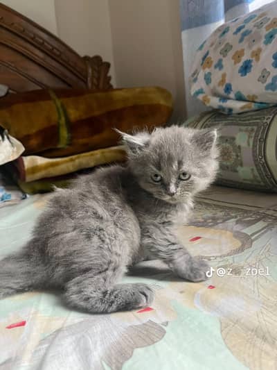 triple coted gray male 03125718522
