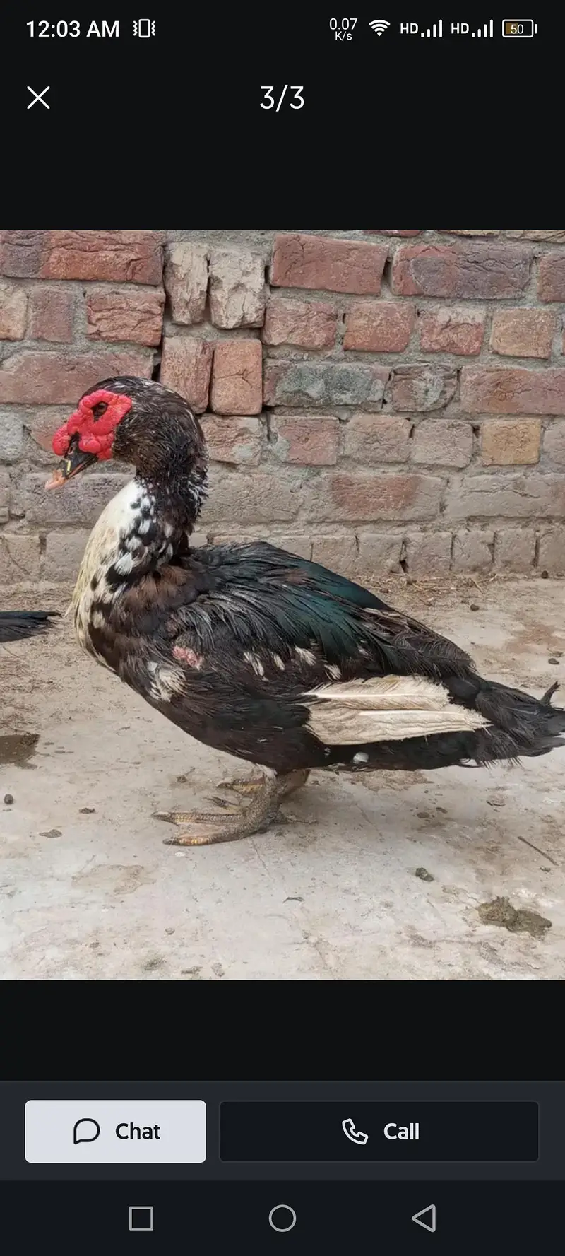 Mug duck and Desi Duck for sale in reasonable price — photo 4