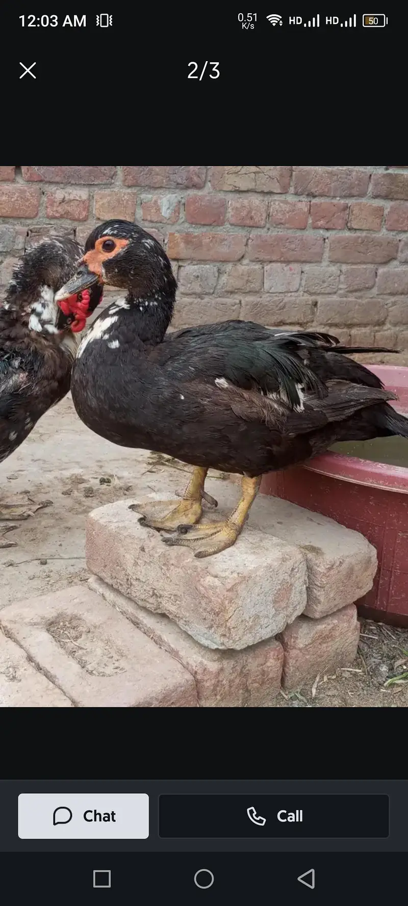 Mug duck and Desi Duck for sale in reasonable price — photo 5