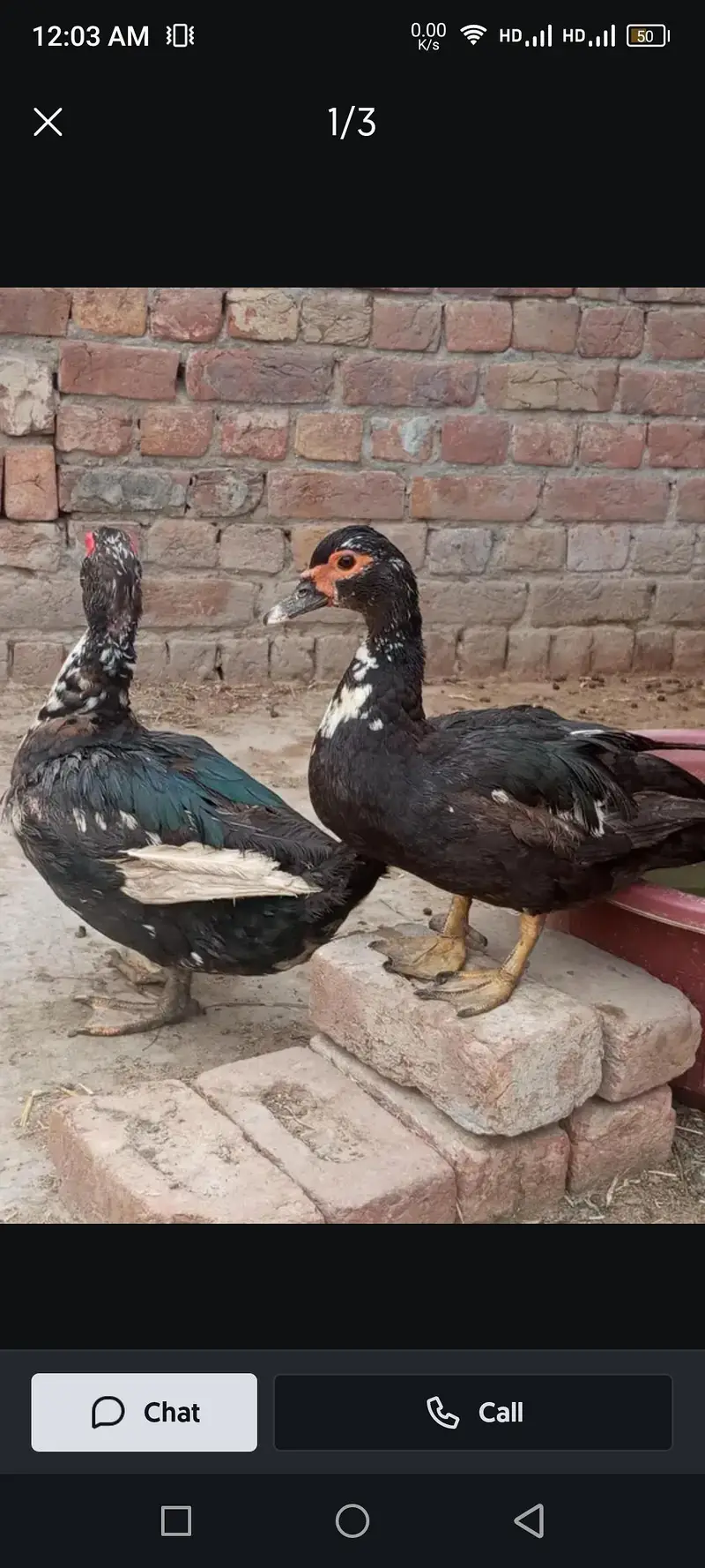 Mug duck and Desi Duck for sale in reasonable price — photo 6