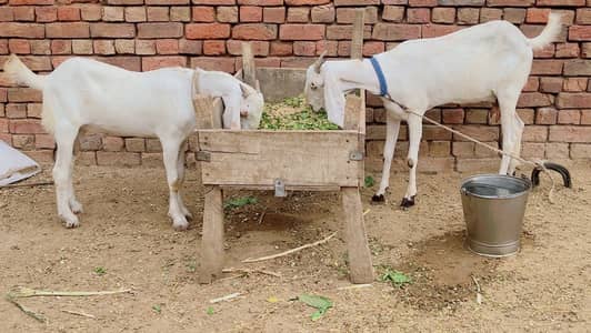 Bakri or Bakra