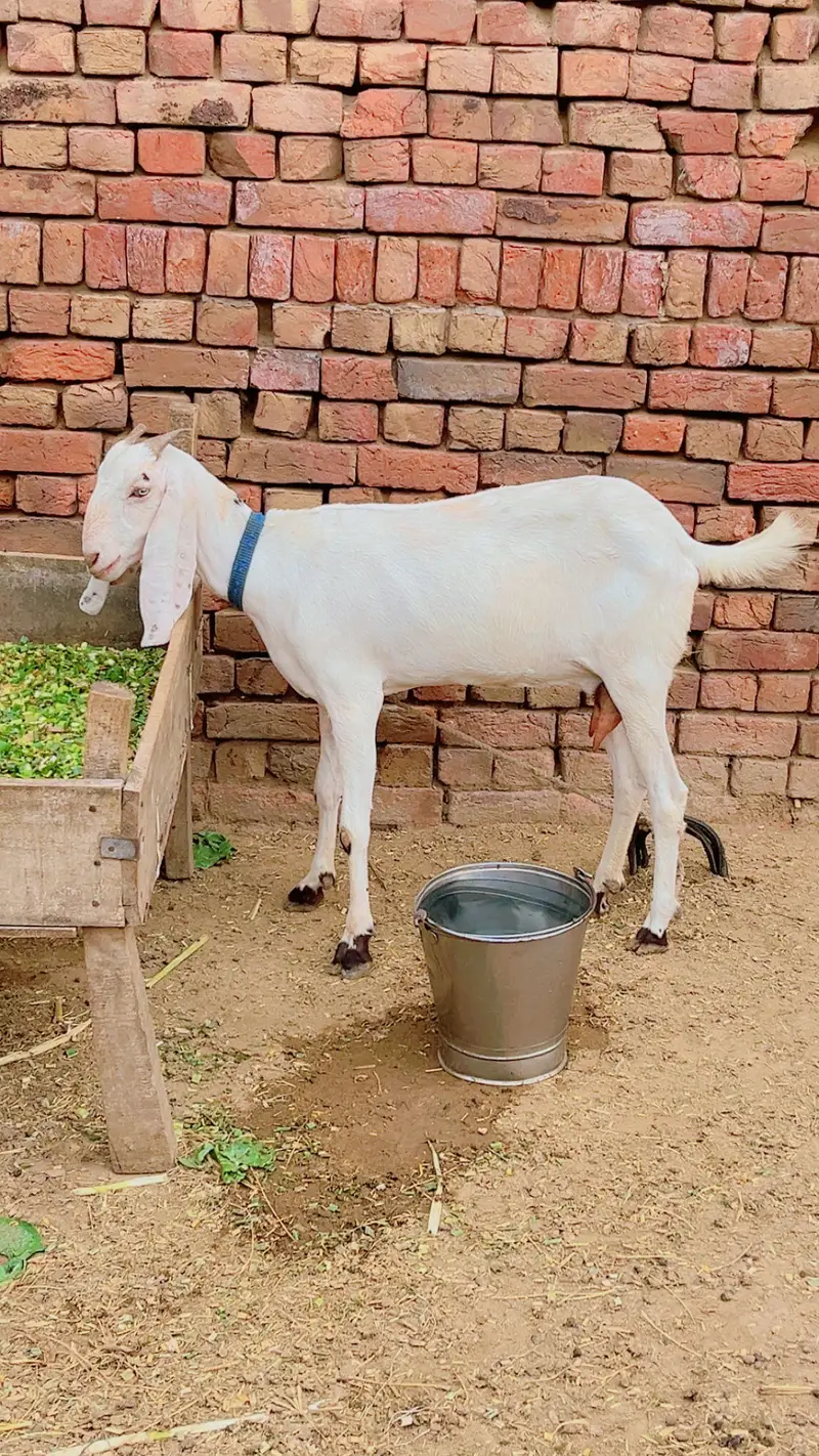 Bakri or Bakra — photo 2