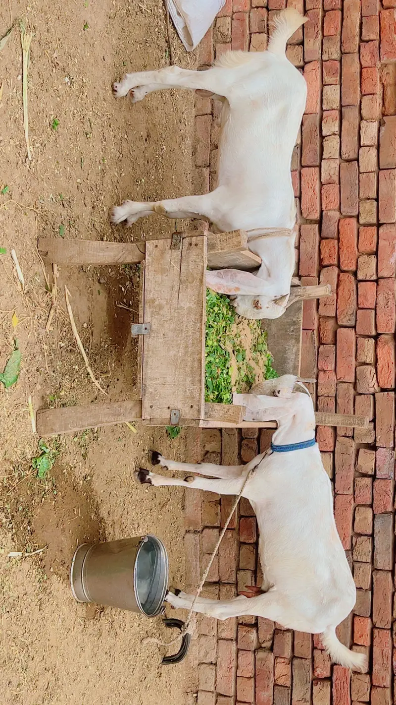 Bakri or Bakra — photo 8