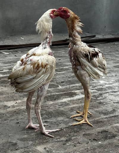 Aseel pathy pair's. .