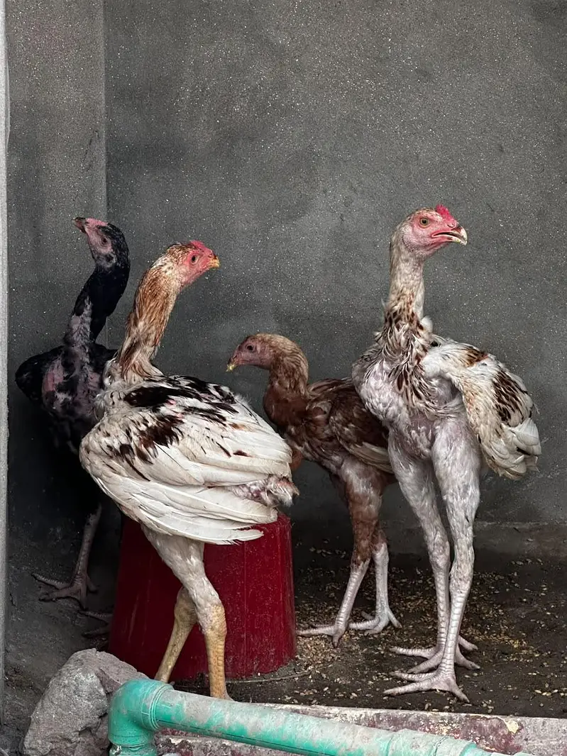 Aseel pathy pair's. . — photo 2