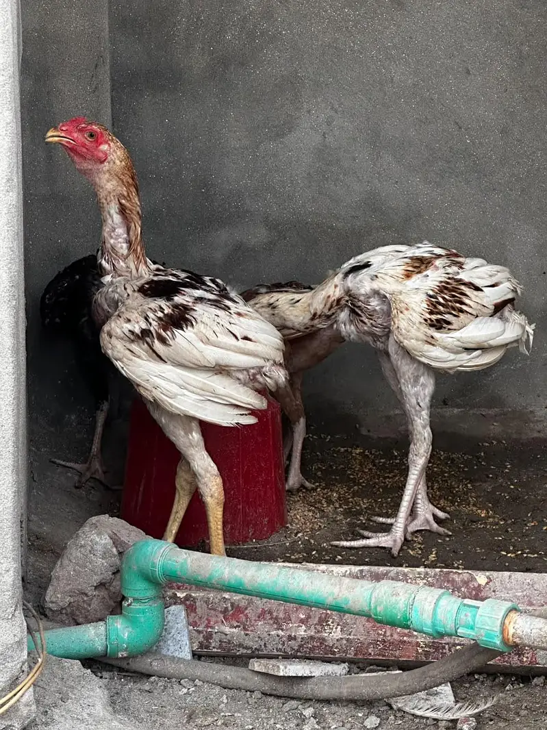 Aseel pathy pair's. . — photo 4