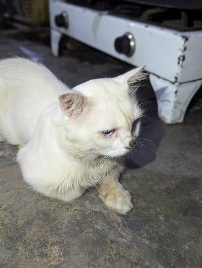 Person Cat