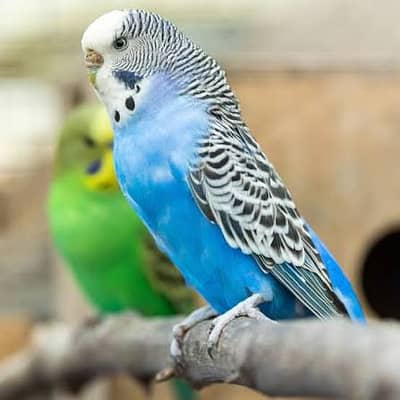 budgie parrot for sell