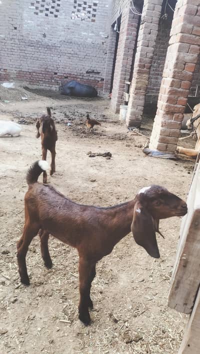 2 bachy dono male ha active MASHALLAH