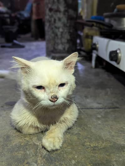 Persian Cat