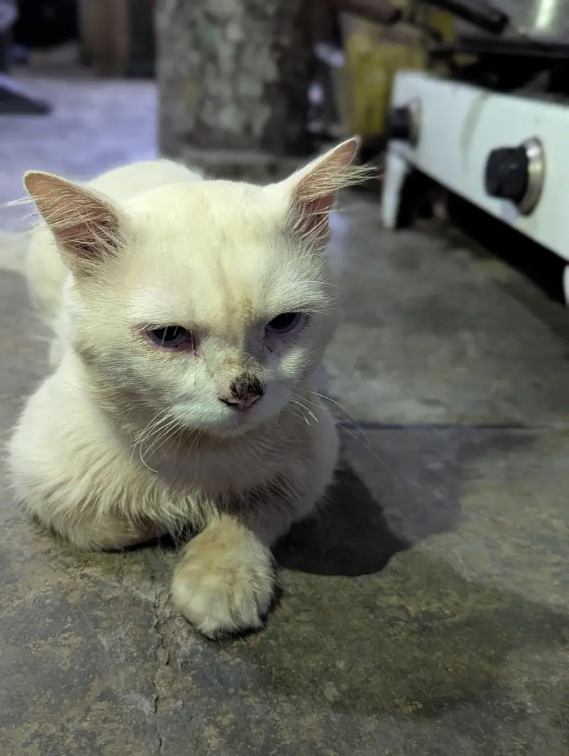 Persian Cat — photo 3