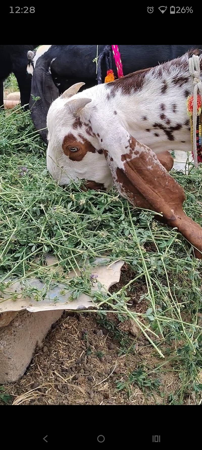 Bakra 0