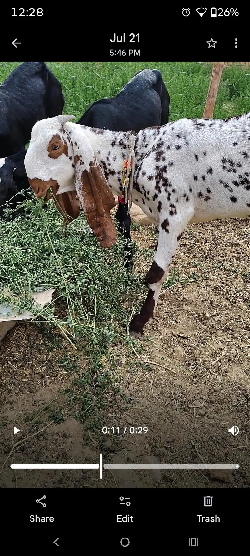 Bakra — photo 2