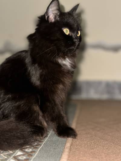 2 Persian cats male and female