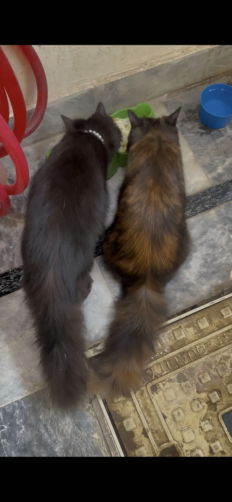 2 Persian cats male and female — photo 3