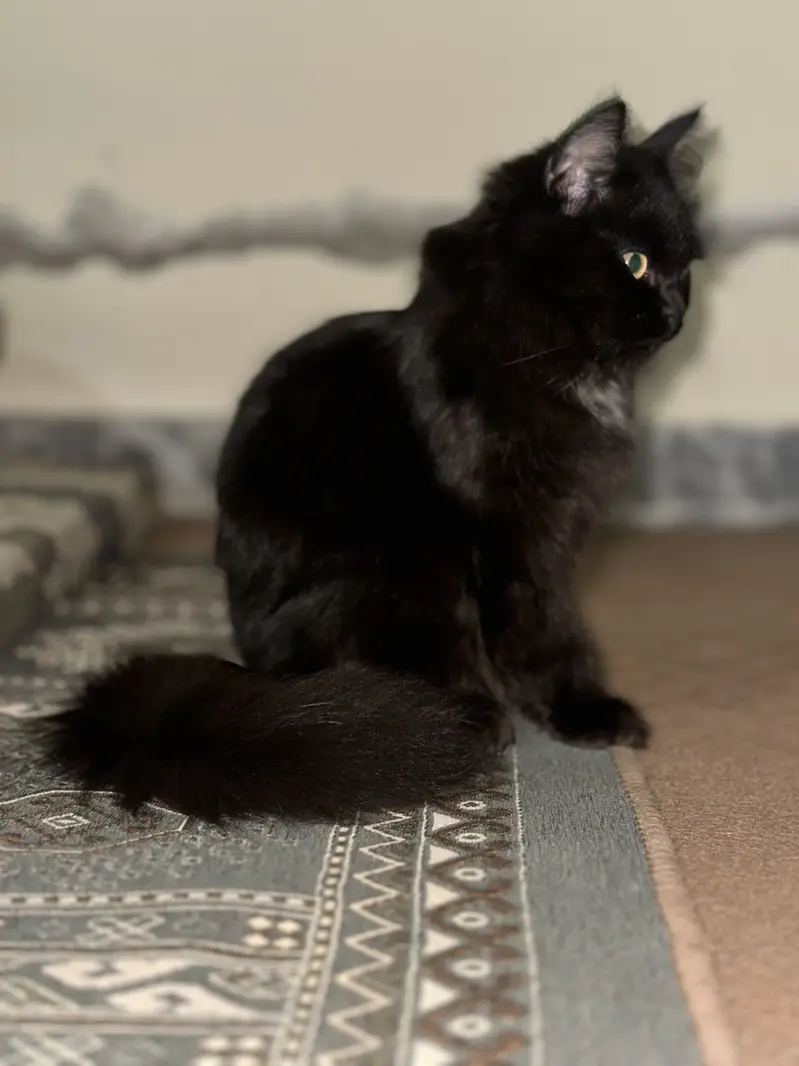 2 Persian cats male and female — photo 4