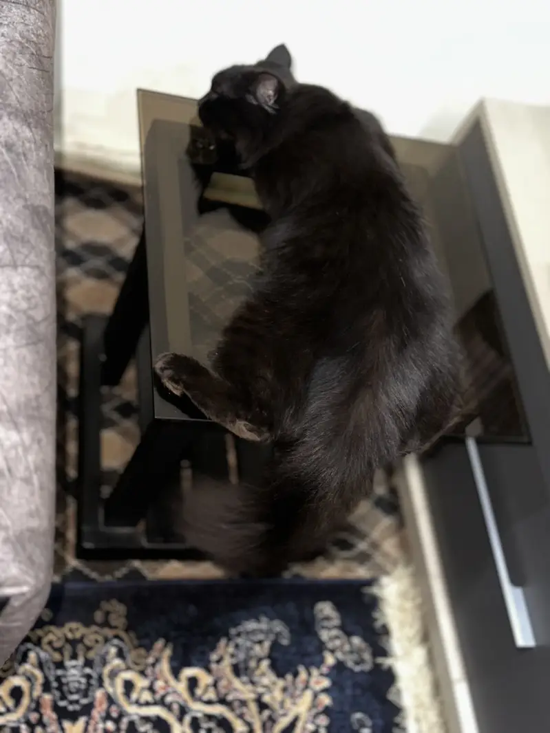 2 Persian cats male and female — photo 5