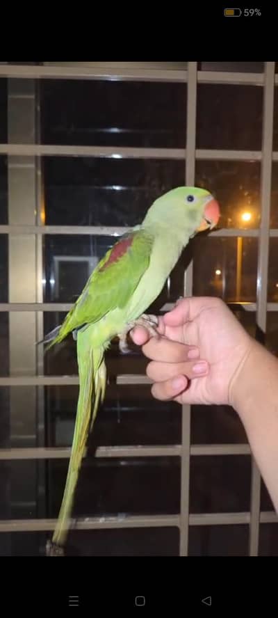 hand tame Play Pahari And jendai conure