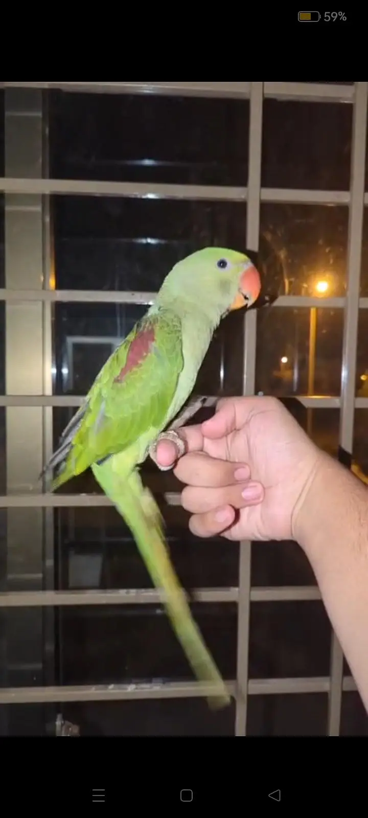 hand tame Play Pahari And jendai conure — photo 2