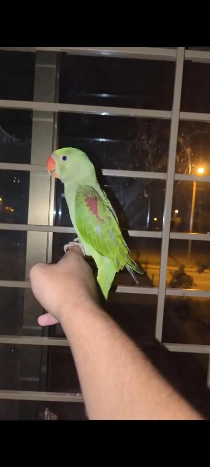 hand tame Play Pahari And jendai conure — photo 3