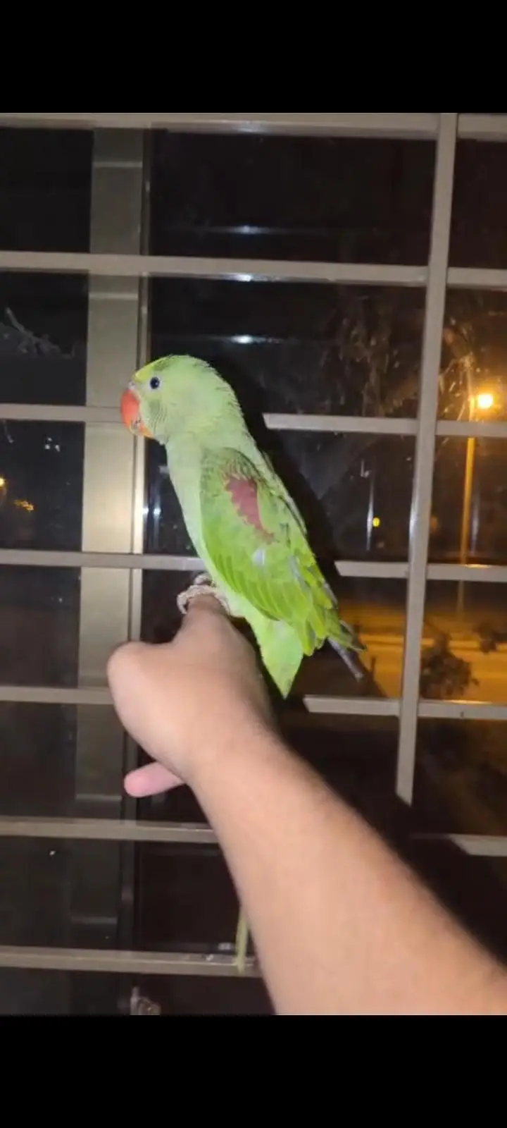 hand tame Play Pahari And jendai conure — photo 4