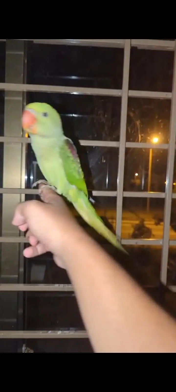 hand tame Play Pahari And jendai conure — photo 5
