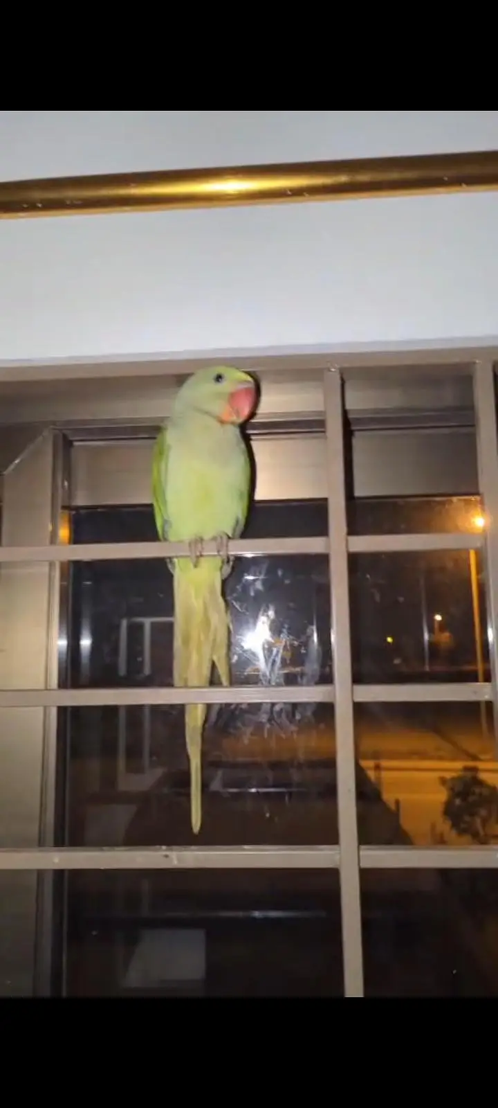hand tame Play Pahari And jendai conure — photo 6