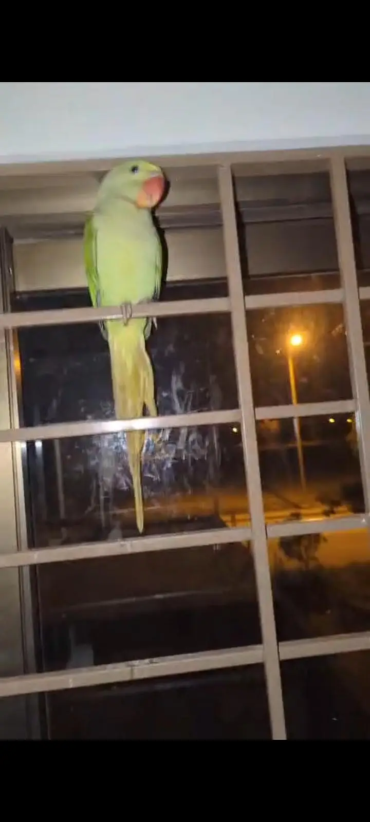 hand tame Play Pahari And jendai conure — photo 7